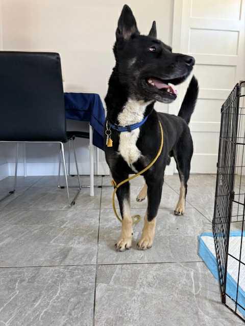 Sailor available at Charlie's Little Doghouse