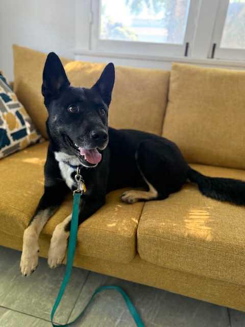 Sailor available at Charlie's Little Doghouse