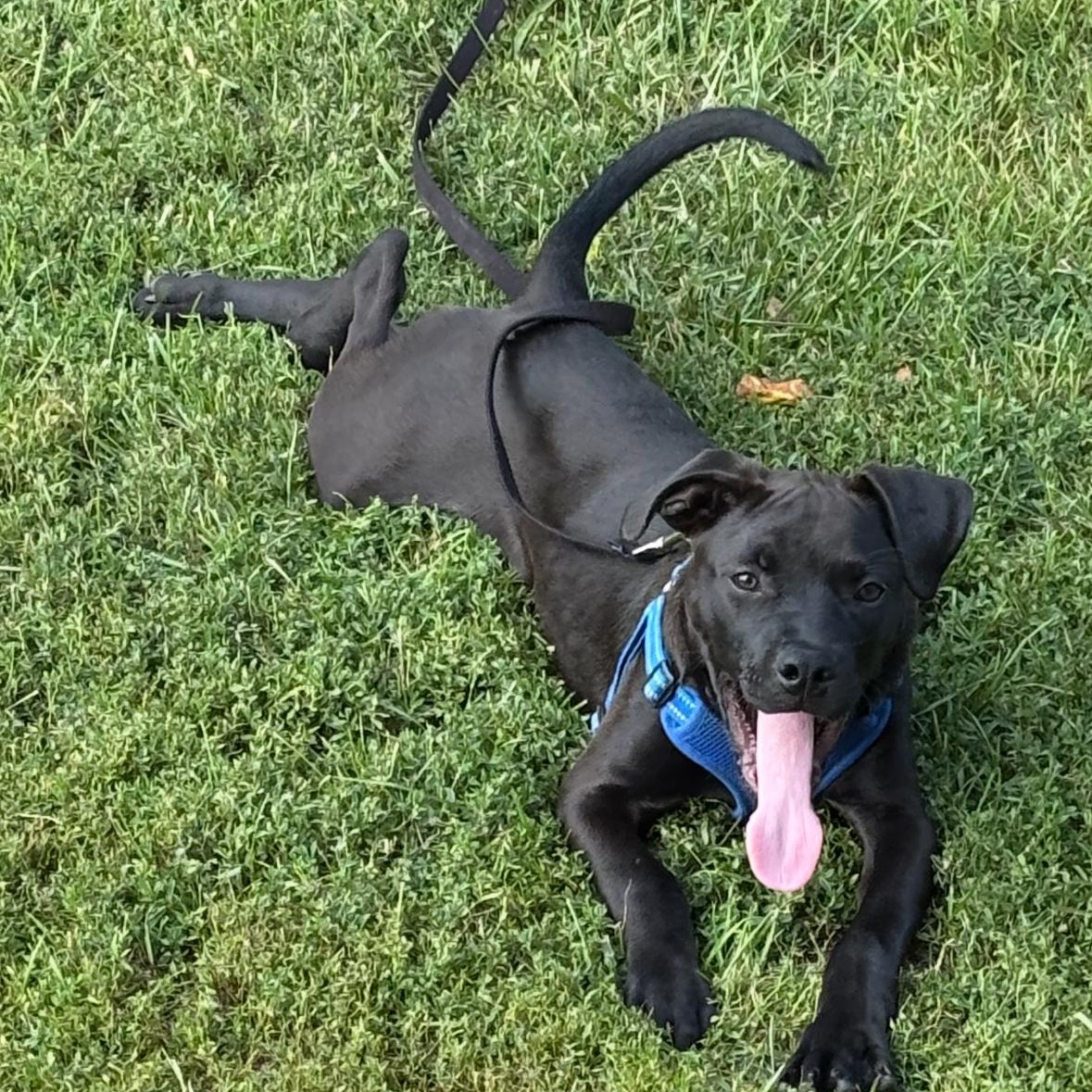 Blackjack, a Adoptable Pit Bull Terrier in Peotone, IL image 3/5