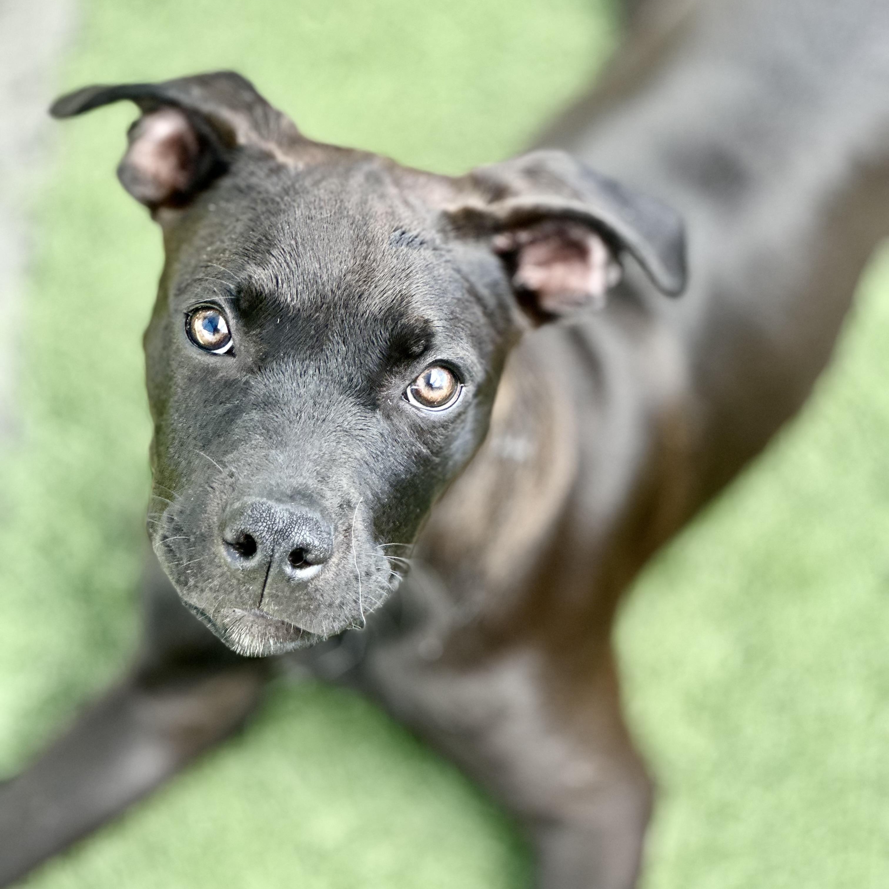 Blackjack, a Adoptable Pit Bull Terrier in Peotone, IL image 1/5