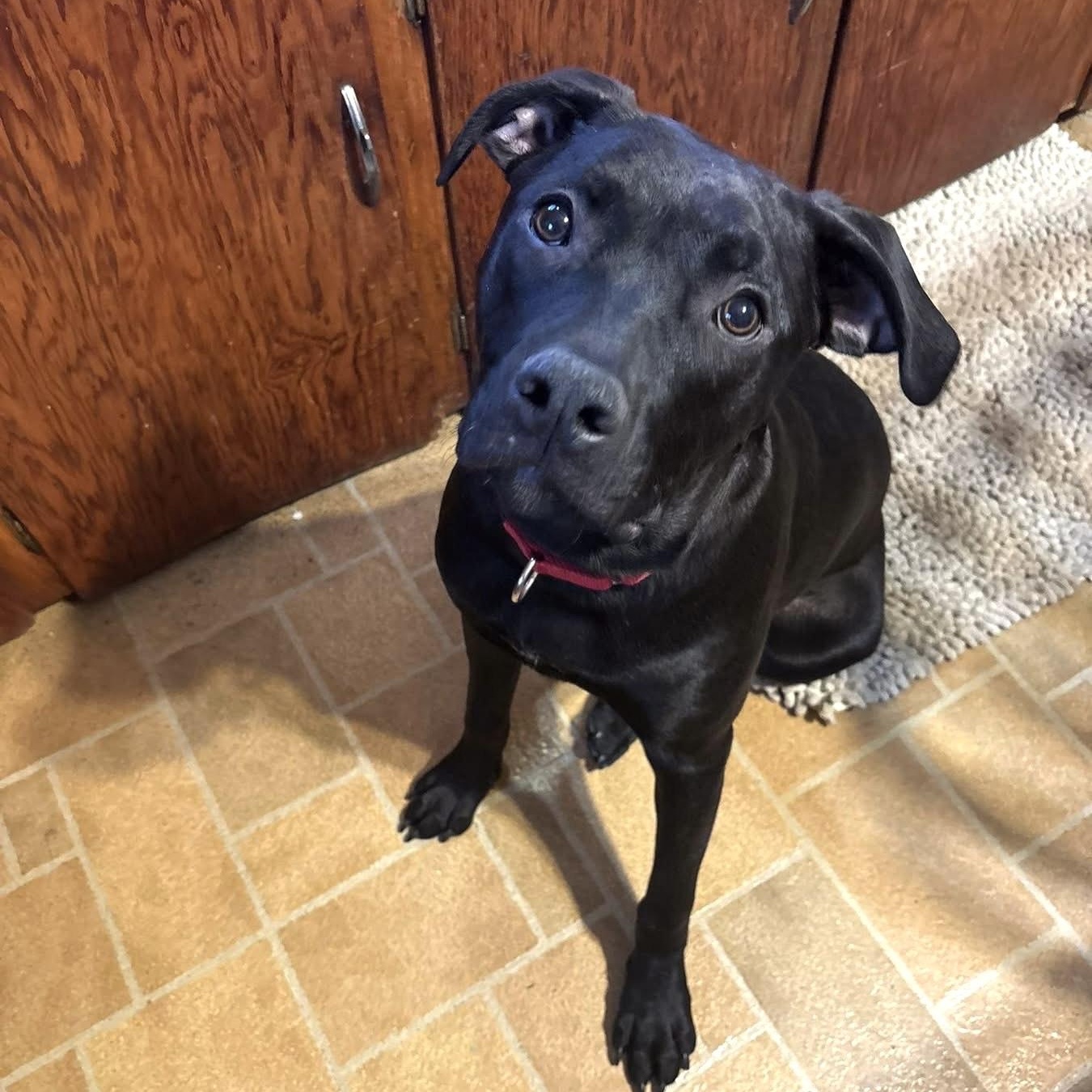 Enlarge Blackjack, a Adoptable Pit Bull Terrier in Peotone, IL image 2/6
