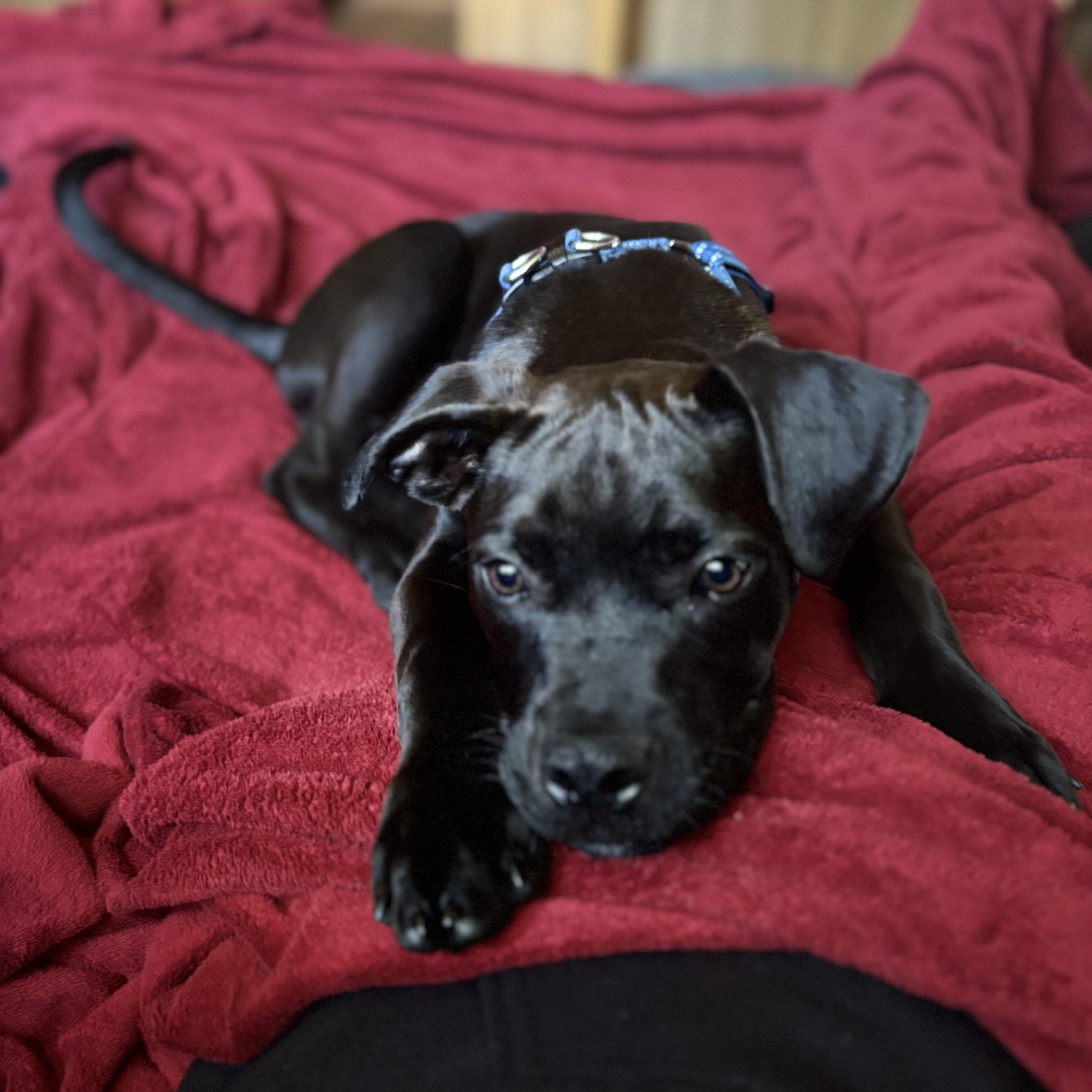 Blackjack, a Adoptable Pit Bull Terrier in Peotone, IL image 5/5