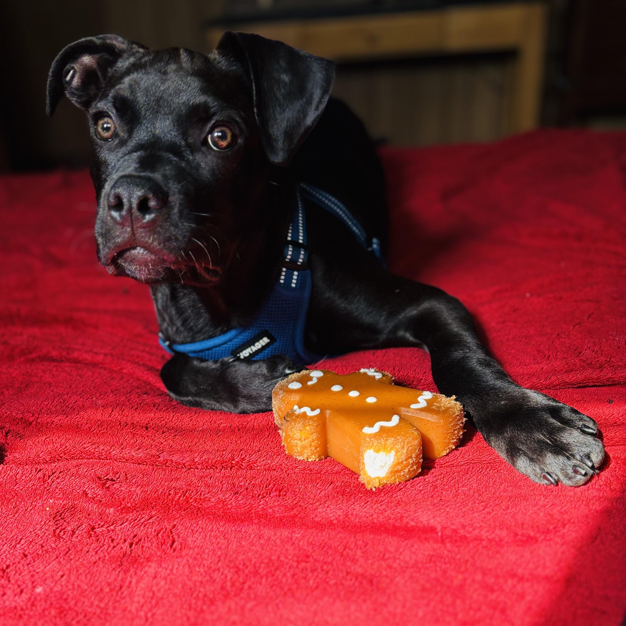 Blackjack, a Adoptable Pit Bull Terrier in Peotone, IL image 4/5