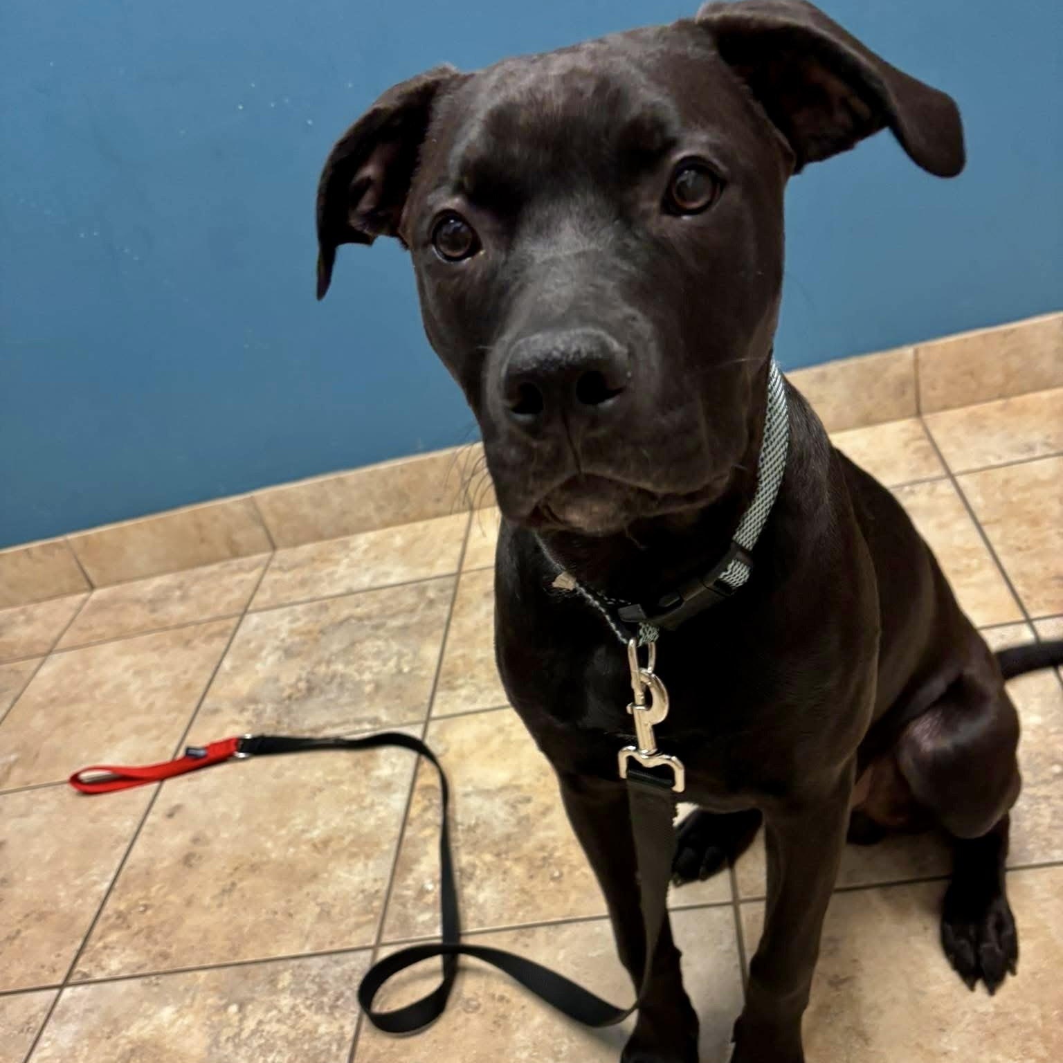 Enlarge Blackjack, a Adoptable Pit Bull Terrier in Peotone, IL image 3/6