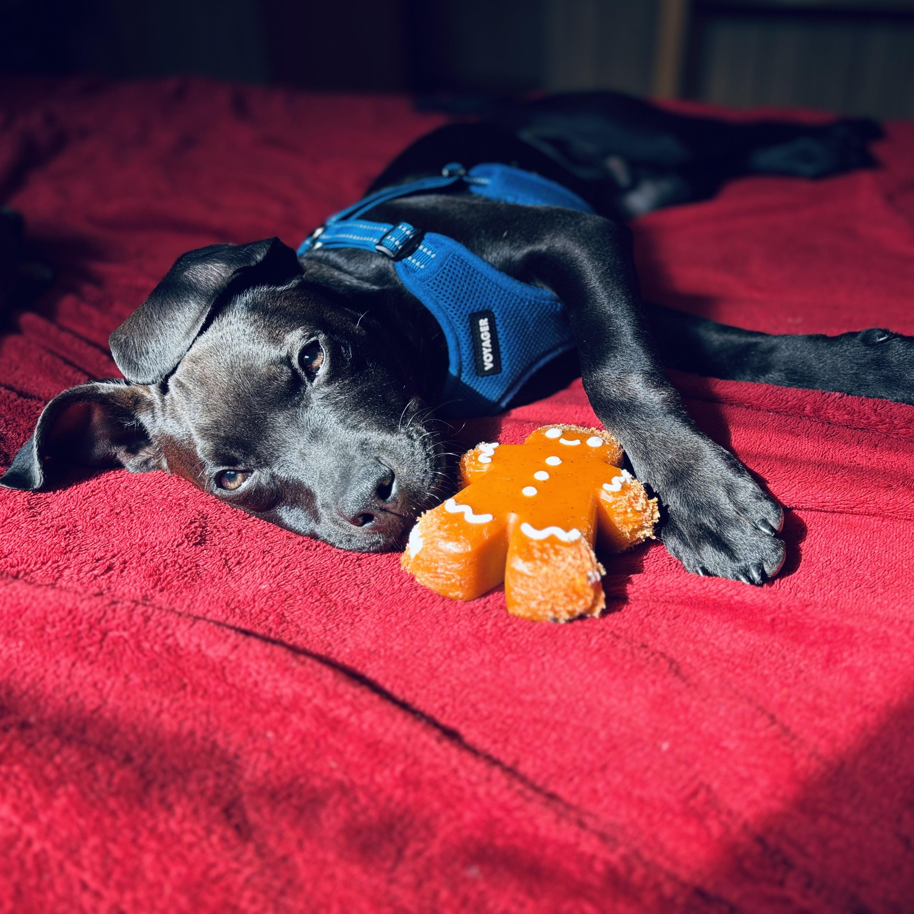 Blackjack, a Adoptable Pit Bull Terrier in Peotone, IL image 2/5