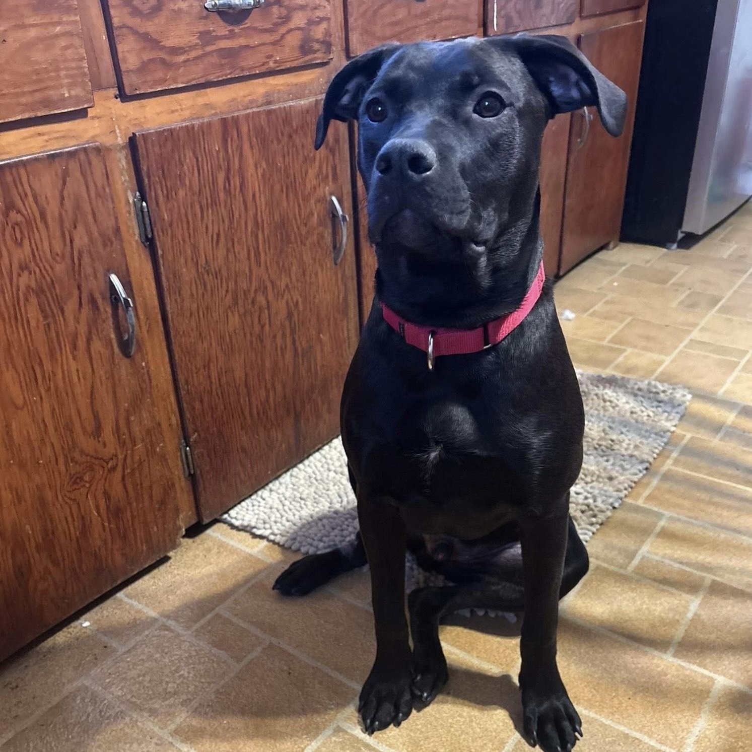 Enlarge Blackjack, a Adoptable Pit Bull Terrier in Peotone, IL image 4/6