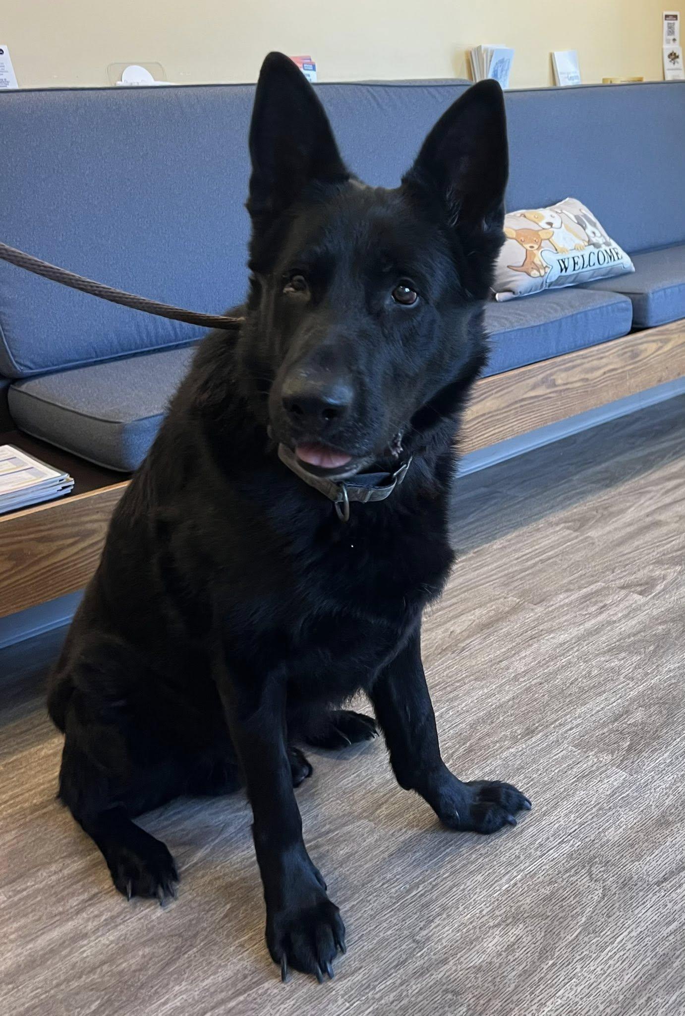 Maverick 2.0, ADOPTABLE, Senior Male German Shepherd Dog.