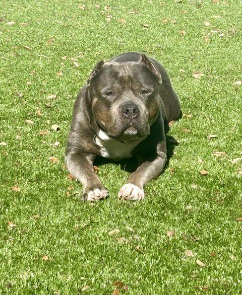 Winnie, Adopted, Senior Female American Staffordshire Terrier.