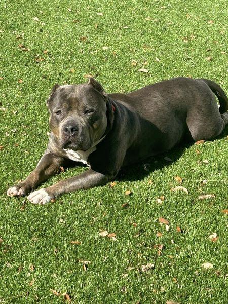 Enlarge Winnie, a Adopted American Staffordshire Terrier in Thonotosassa, FL image 3/6