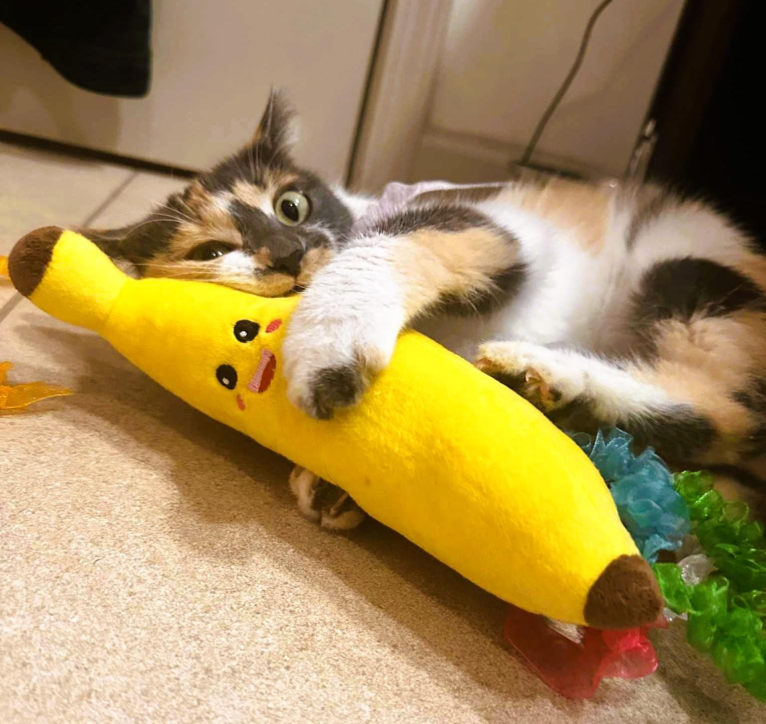 Enlarge Queenie, an adoptable Domestic Short Hair in Nolensville, TN image 2/3