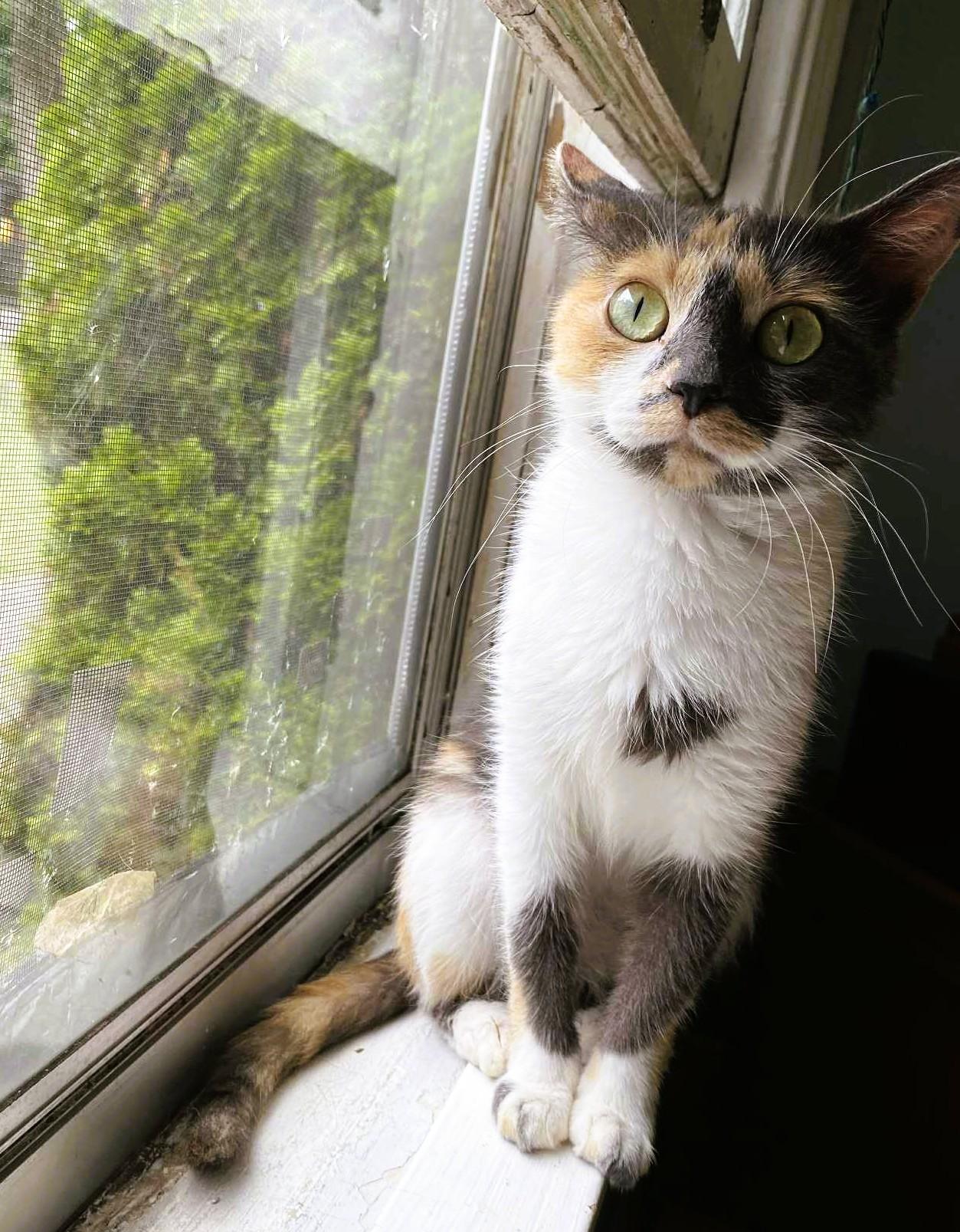 Enlarge Queenie, an adoptable Domestic Short Hair in Nolensville, TN image 3/3