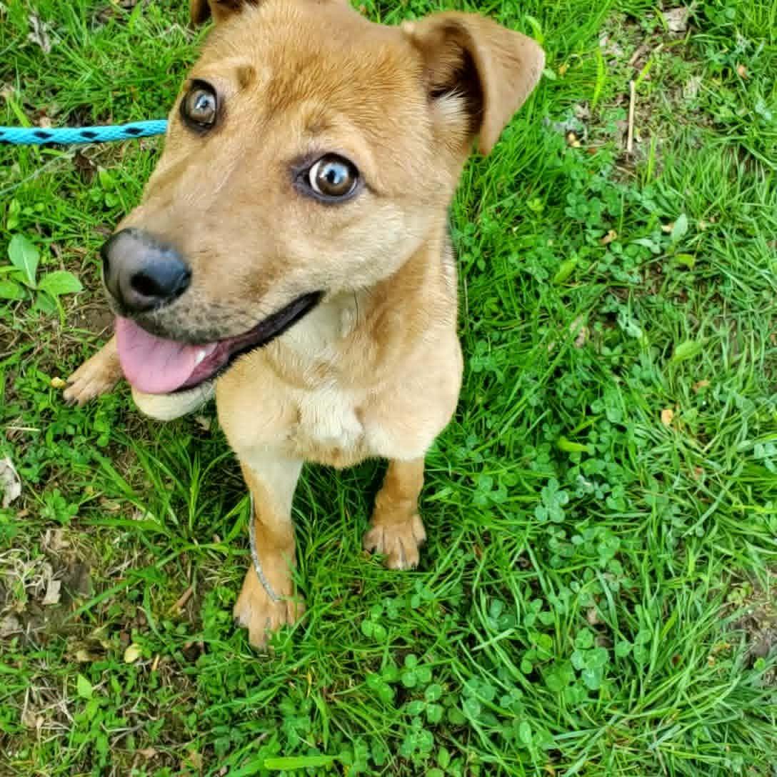 Jada, a ADOPTABLE mixed breed in Goshen, KY image 2/2