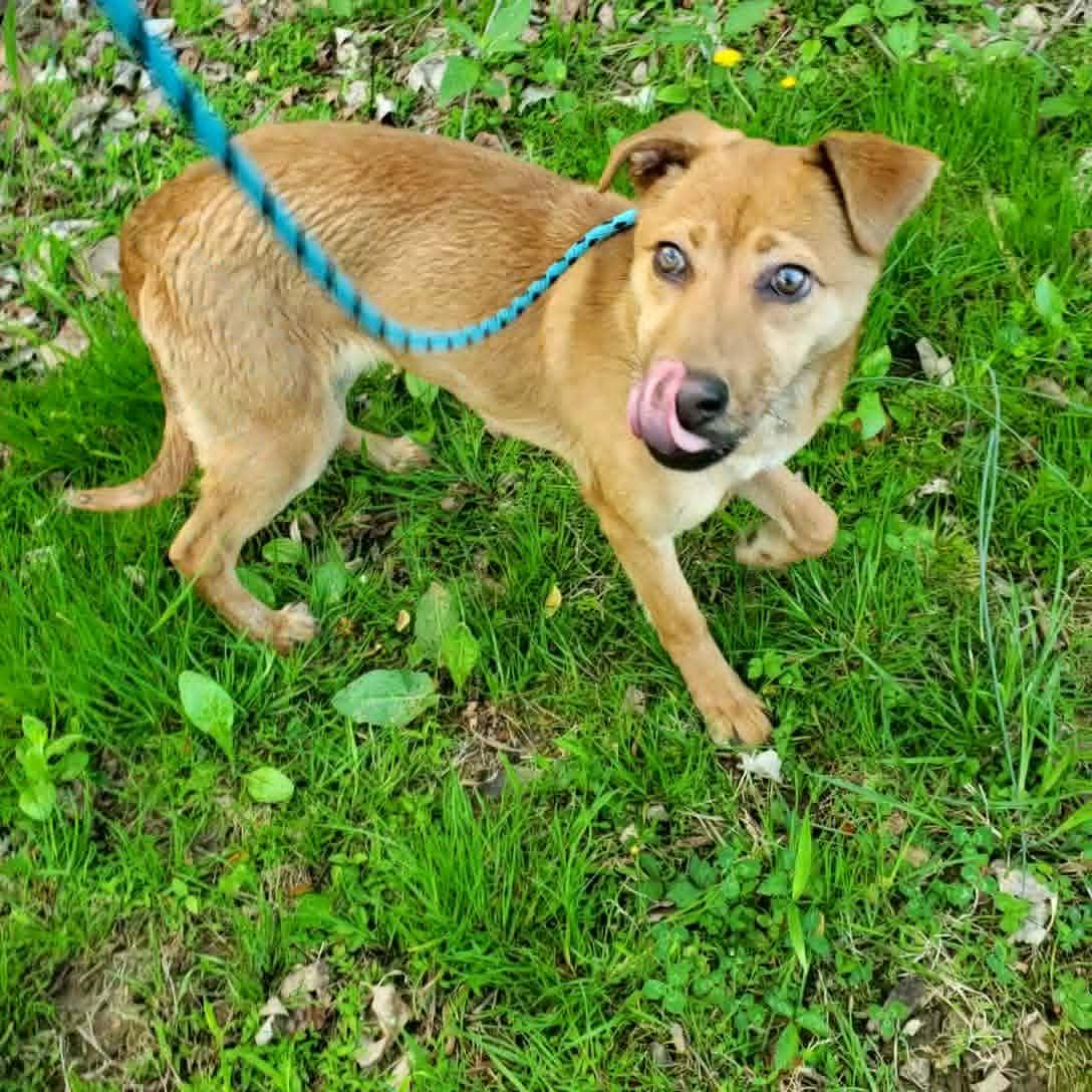 Jada, a ADOPTABLE mixed breed in Goshen, KY image 1/2