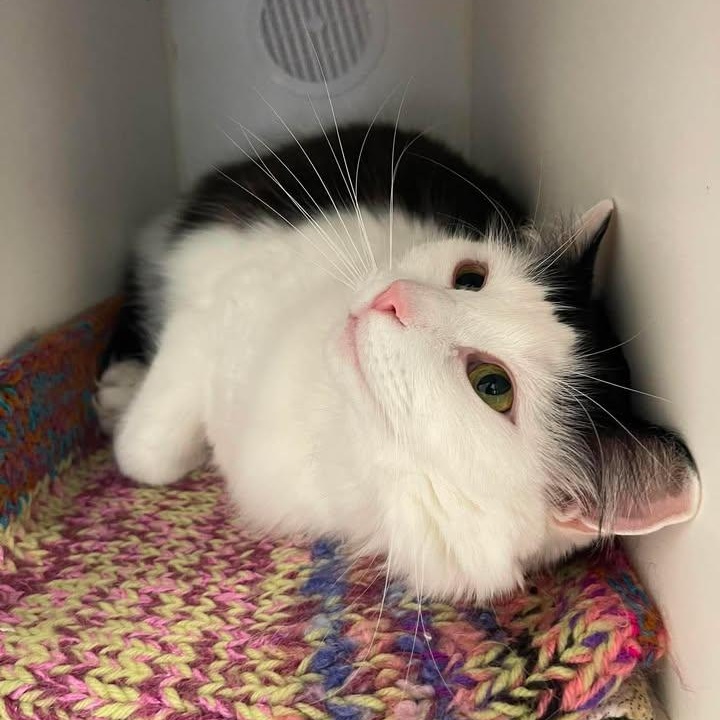 Enlarge Celebration Station, a Adoptable Domestic Medium Hair in Winthrop, ME image 2/2