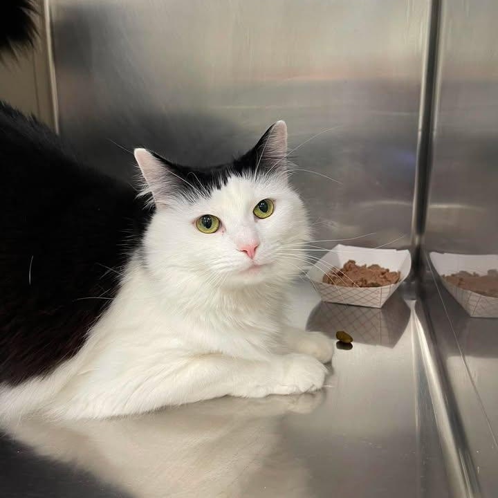 Celebration Station, ADOPTABLE, Adult Male Domestic Medium Hair.