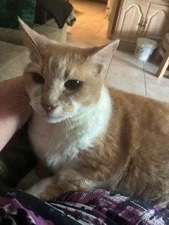 Paws, Adoptable, Senior Male Domestic Short Hair.