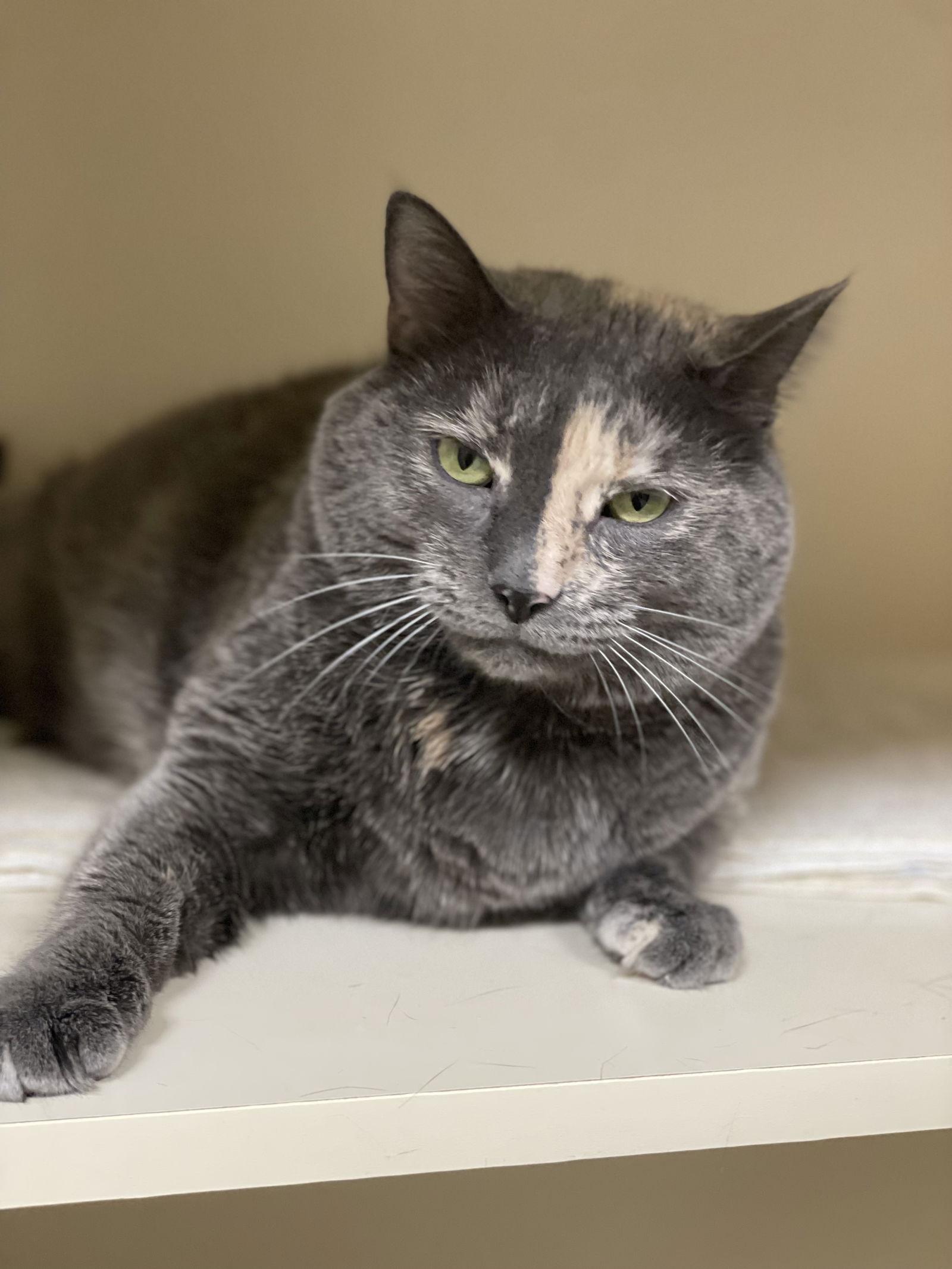 Enlarge Coco, a Adoptable Domestic Short Hair in Lancaster, PA image 1/2