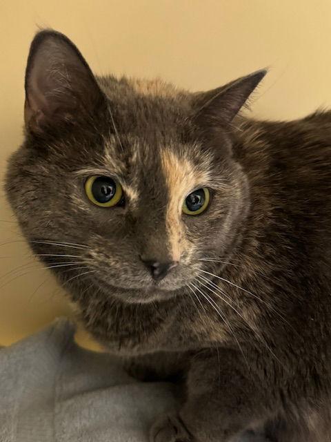 Enlarge Coco, a Adoptable Domestic Short Hair in Lancaster, PA image 1/1