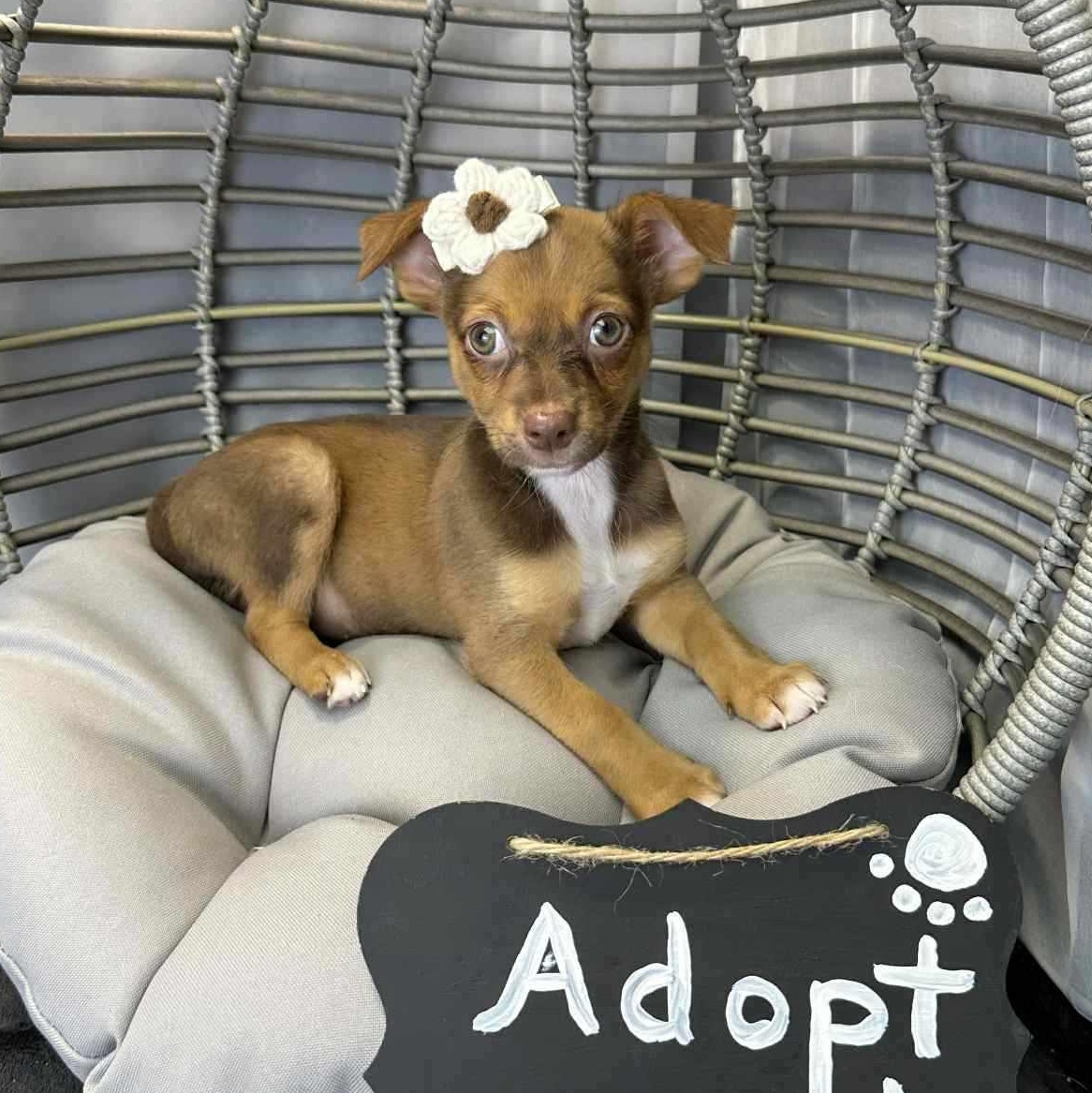 Meet Clove  This tiny little lovebug is a 10-week-old 3 lb Chiweenie bursting with affection Cl
