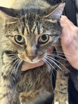 Chester, Adoptable, Adult Male Domestic Short Hair & Domestic Short Hair.