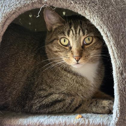 Chester, a Adoptable mixed breed in Erin, ON image 2/3