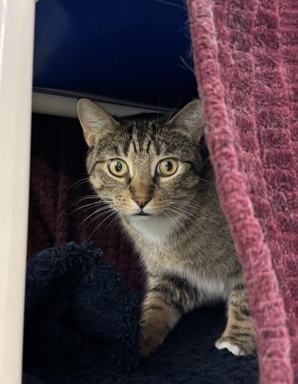 Enlarge Chester, a Adoptable mixed breed in Erin, ON image 2/2