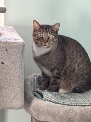 Enlarge Chester, a Adoptable mixed breed in Erin, ON image 2/2