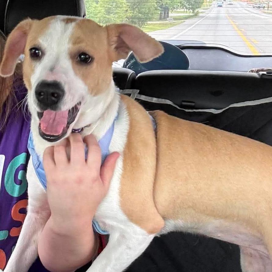 Summer very sweet!, a Adoptable Mixed Breed in Kokomo, IN image 1/6