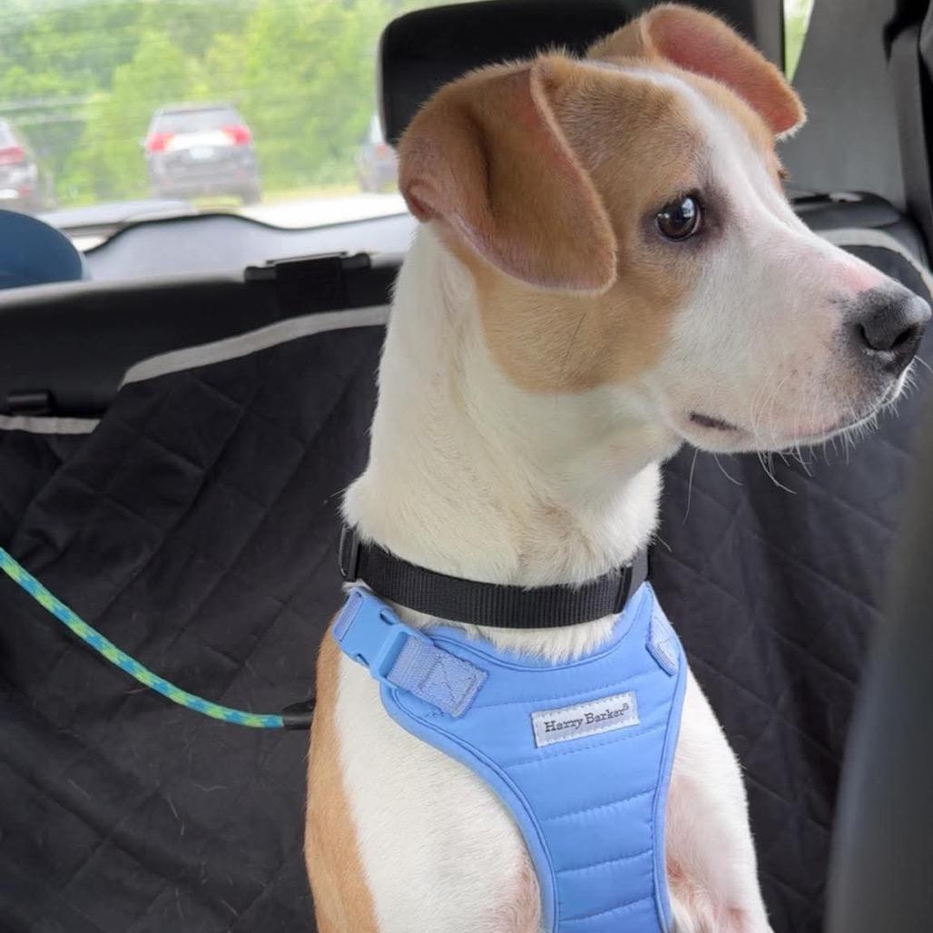 Summer very sweet!, a Adoptable Mixed Breed in Kokomo, IN image 2/6
