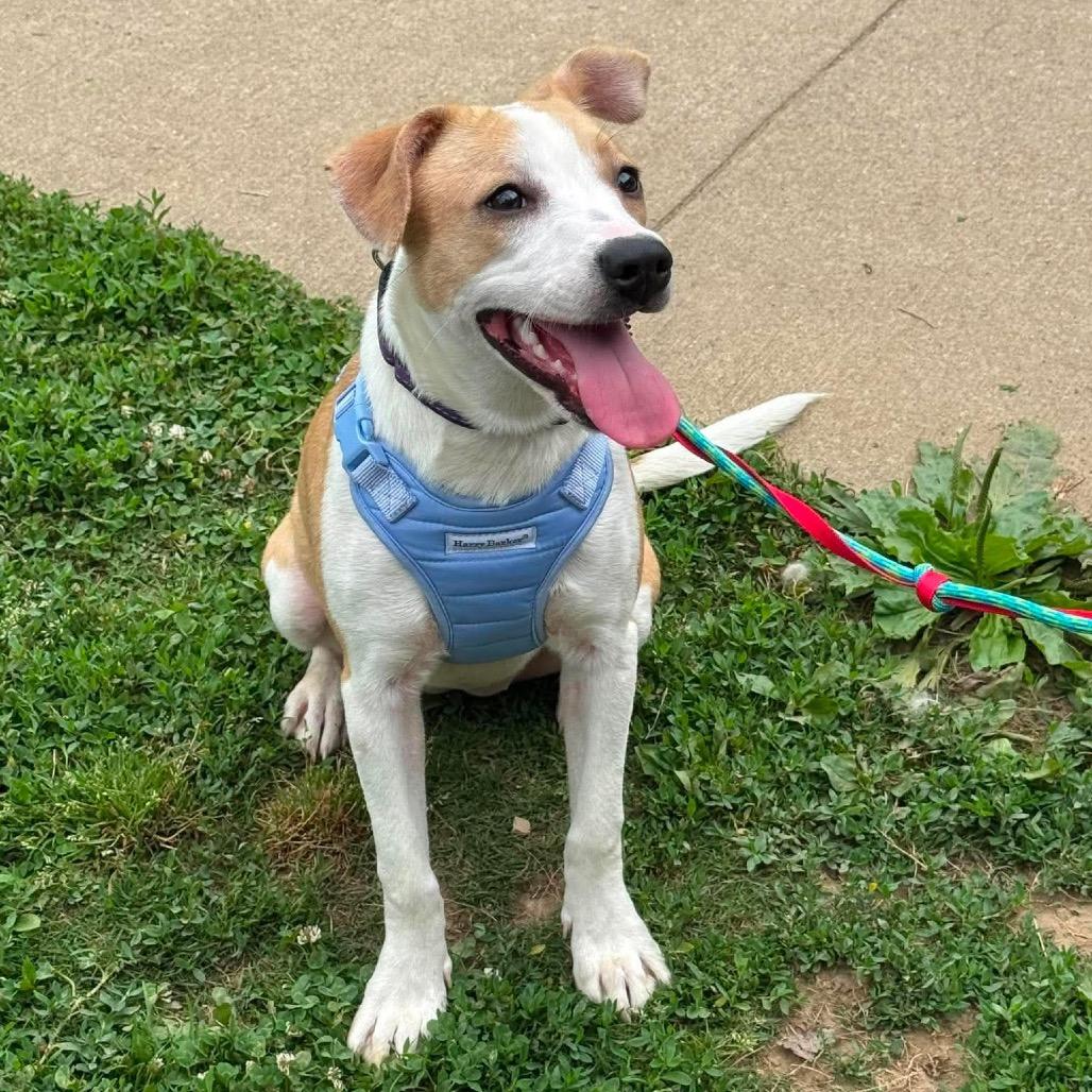 Summer Shoes, a Adoptable Mixed Breed in Kokomo, IN image 5/6