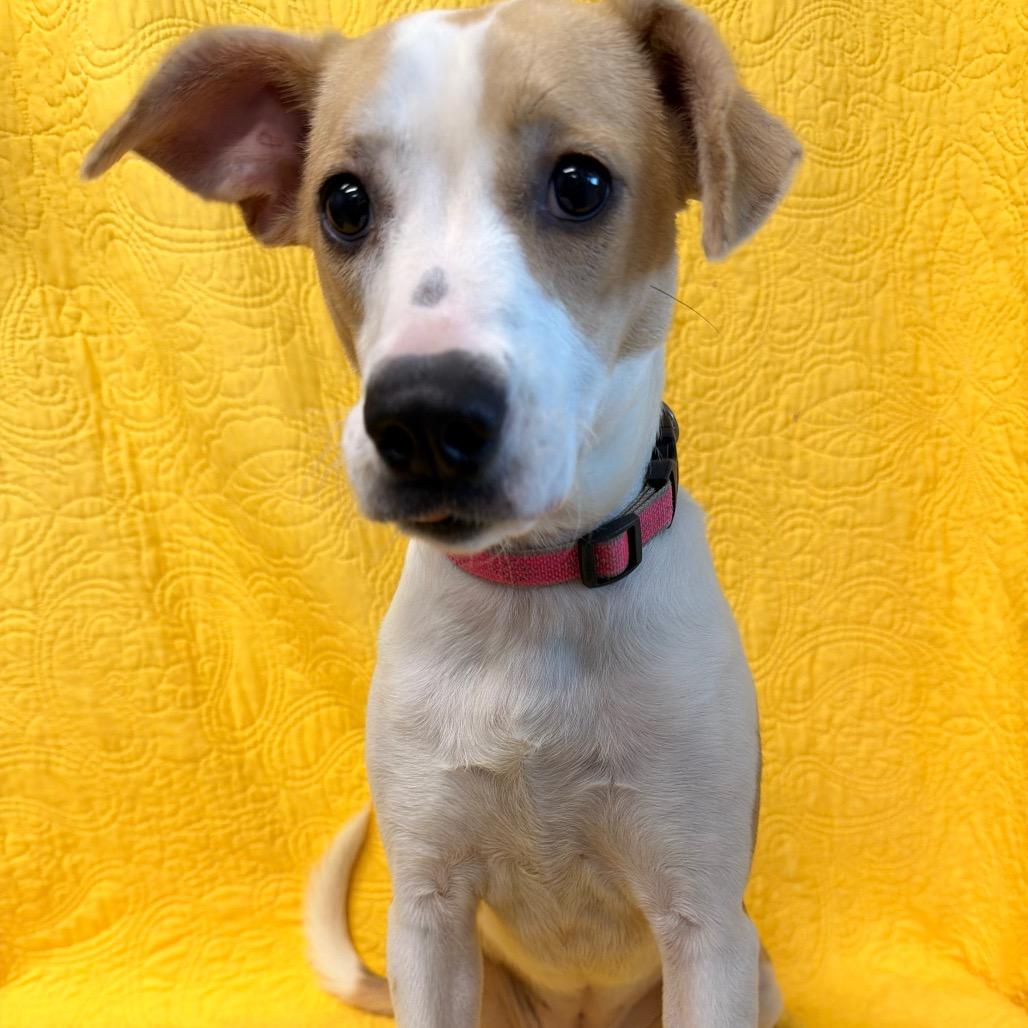 Summer very sweet!, a Adoptable Mixed Breed in Kokomo, IN image 4/6