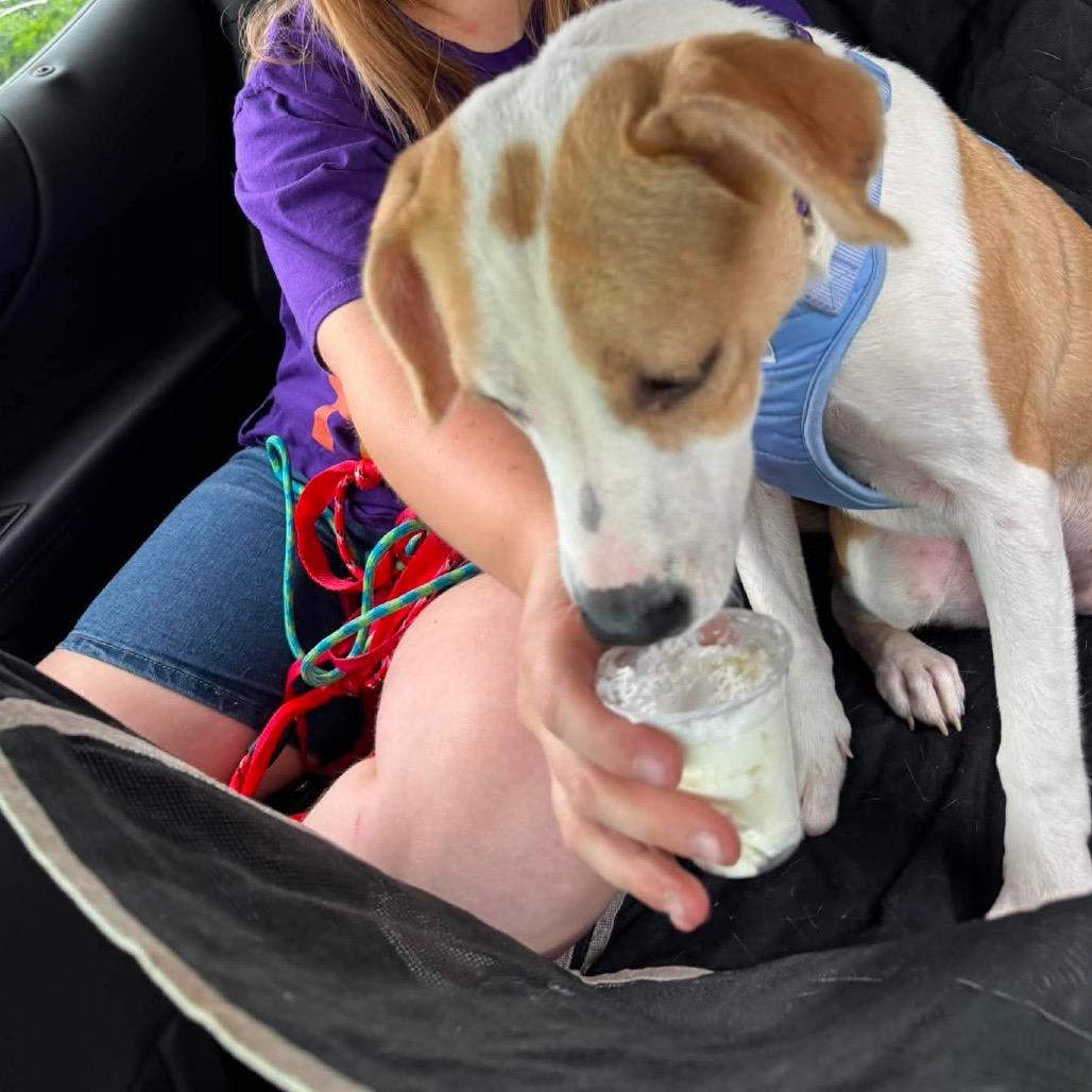 Summer very sweet!, a Adoptable Mixed Breed in Kokomo, IN image 5/6