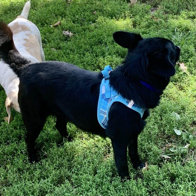 Black Jack, Adoptable, Adult Male Corgi & Australian Shepherd.