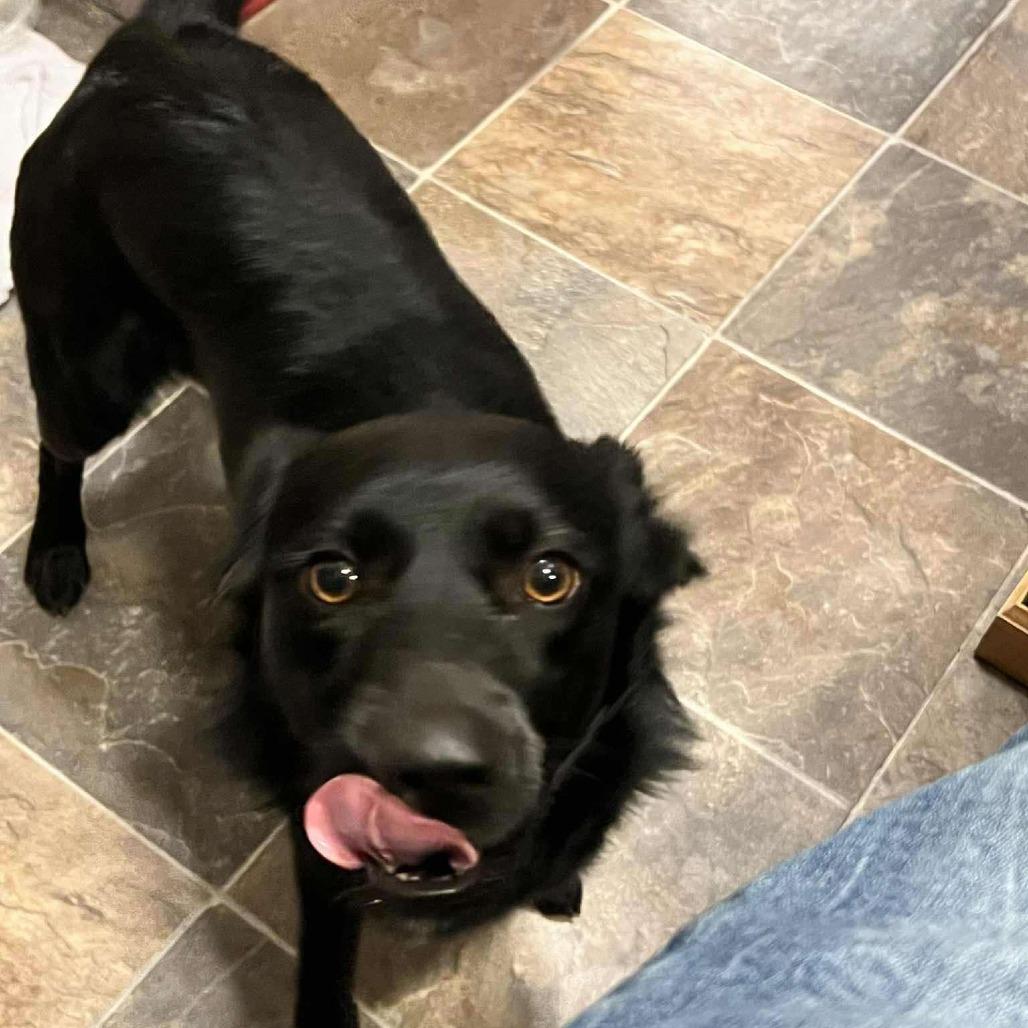 Enlarge Black Jack, a Adoptable mixed breed in Ada, MN image 2/6