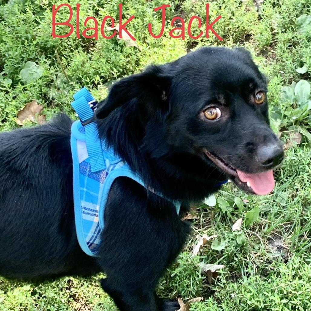 Enlarge Black Jack, a Adoptable mixed breed in Ada, MN image 4/6