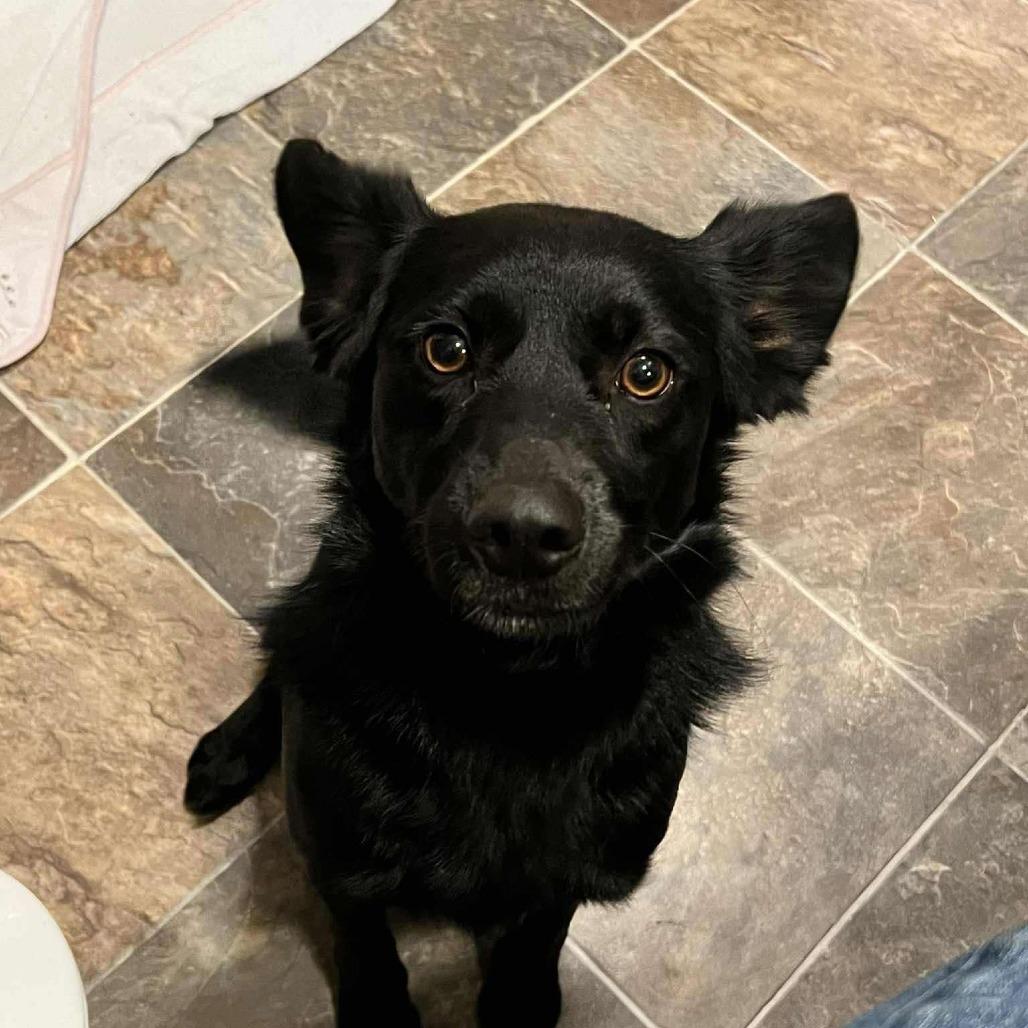 Enlarge Black Jack, a Adoptable mixed breed in Ada, MN image 5/6