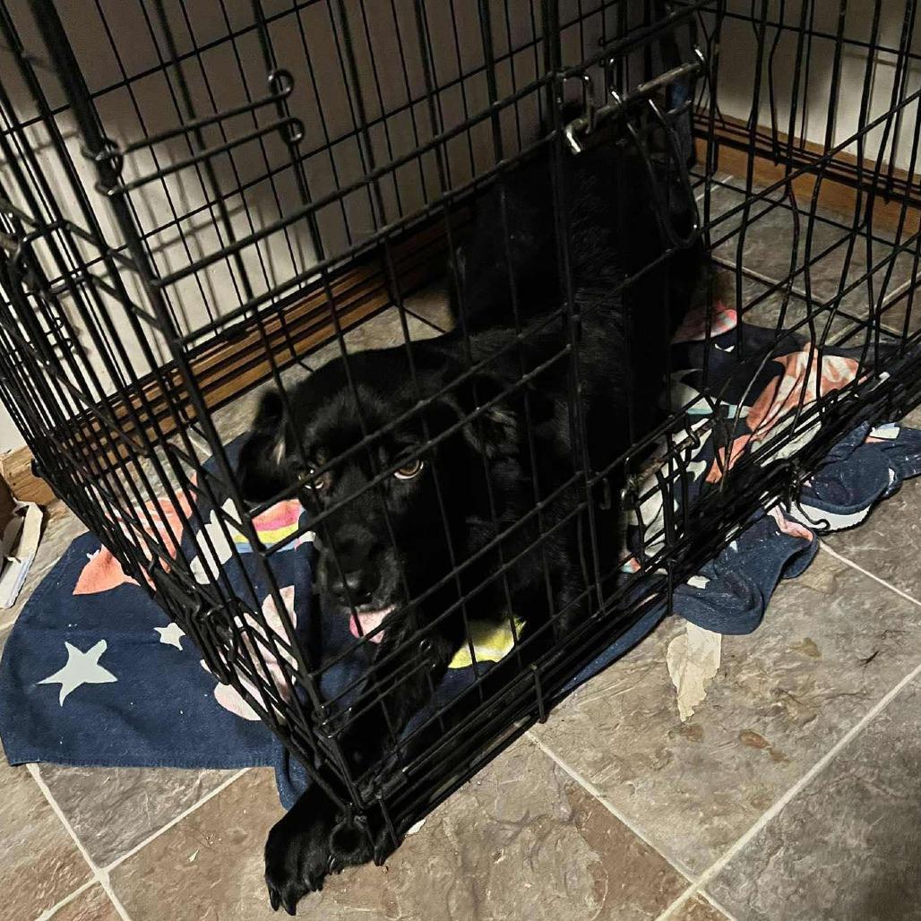 Enlarge Black Jack, a Adoptable mixed breed in Ada, MN image 6/6