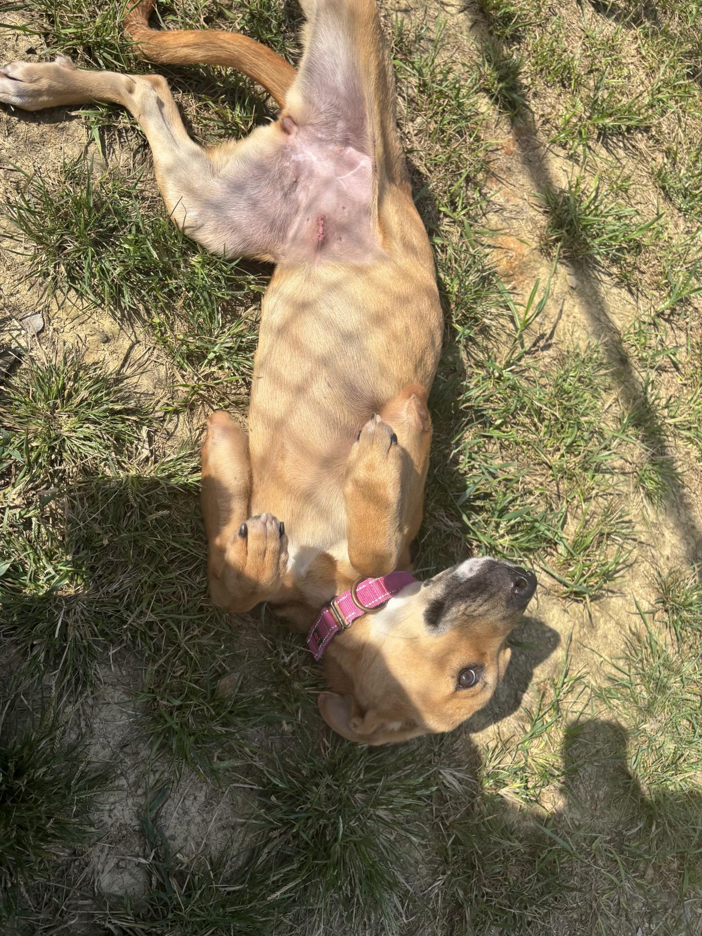 Enlarge Broadway, a Adopted mixed breed in Shepherdsville, KY image 2/3