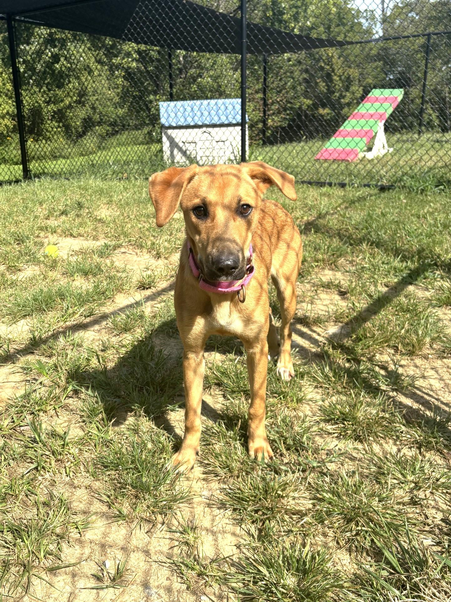 Broadway, Adopted, Young Female Mountain Cur.