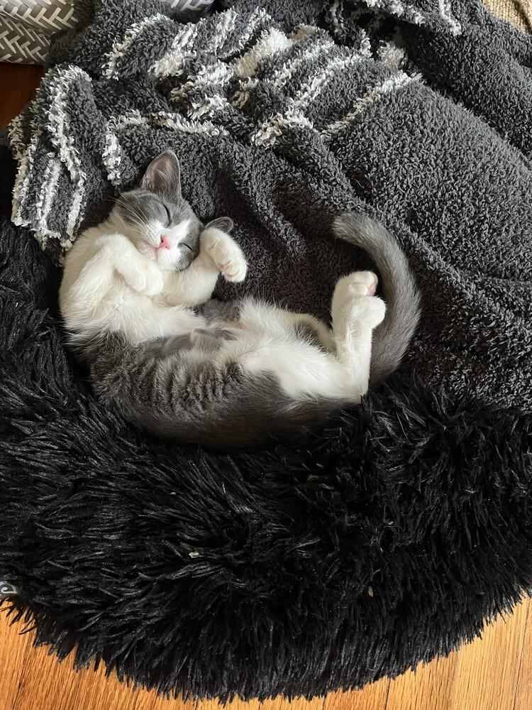 Possum (female), a Adoptable mixed breed in Little Rock, AR image 1/4