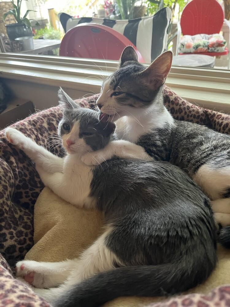 Possum (female), a Adoptable mixed breed in Little Rock, AR image 2/4