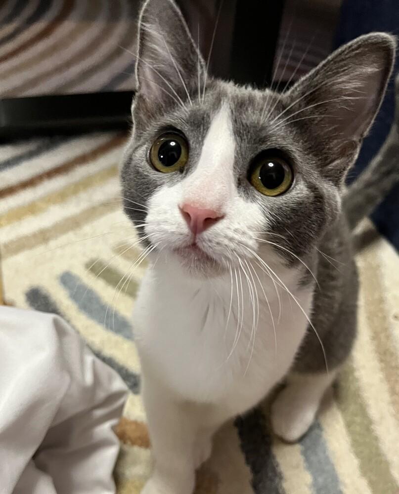 Possum (female), a Adoptable mixed breed in Little Rock, AR image 3/4