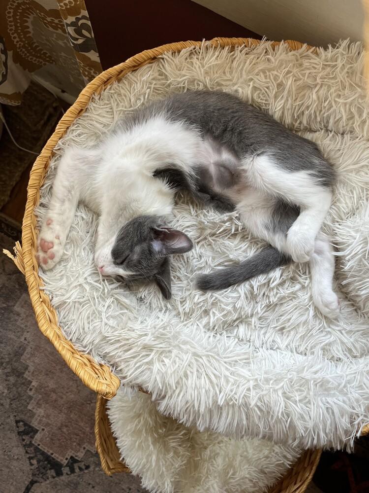 Possum (female), a Adoptable mixed breed in Little Rock, AR image 4/4