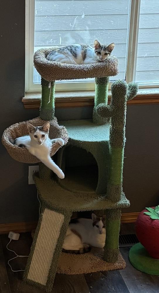 Twitch, Adoptable, Kitten Female Domestic Short Hair.