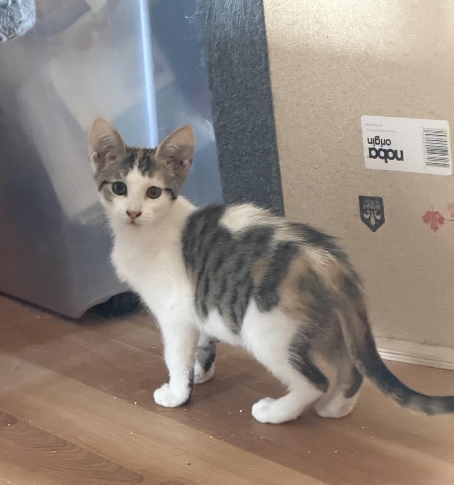 Enlarge Twitch, a Adoptable mixed breed in Lafayette, CO image 2/5