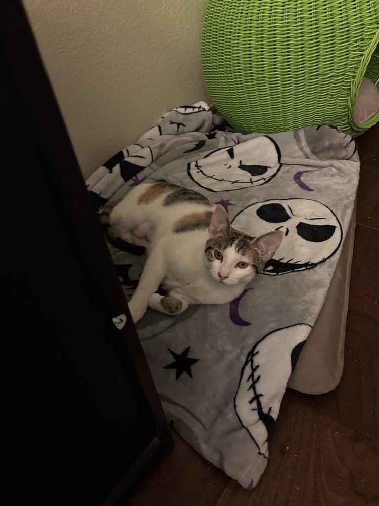 Enlarge Twitch, a Adoptable mixed breed in Lafayette, CO image 3/5