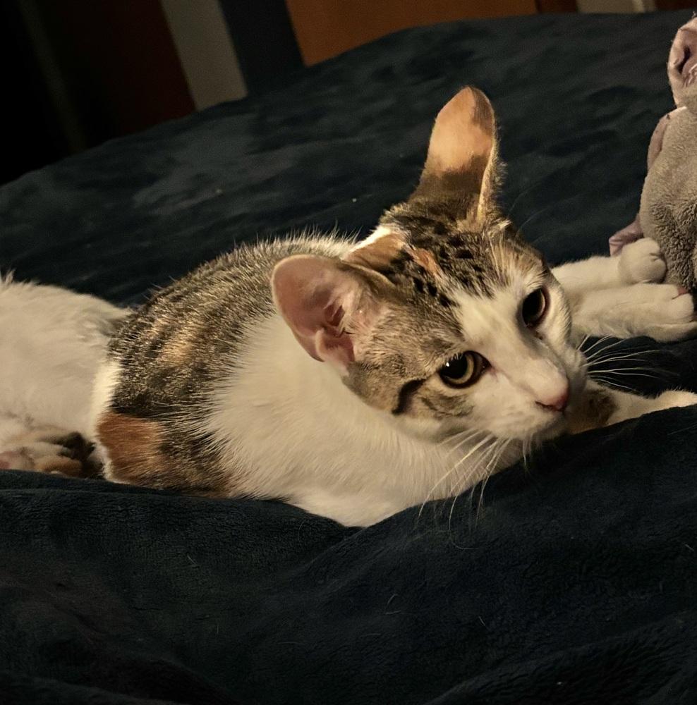 Enlarge Twitch, a Adoptable mixed breed in Lafayette, CO image 4/5