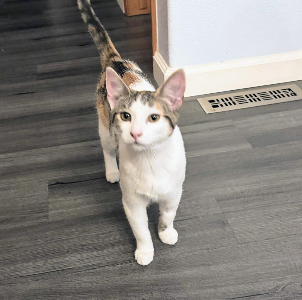 Enlarge Twitch, a Adoptable mixed breed in Lafayette, CO image 5/5