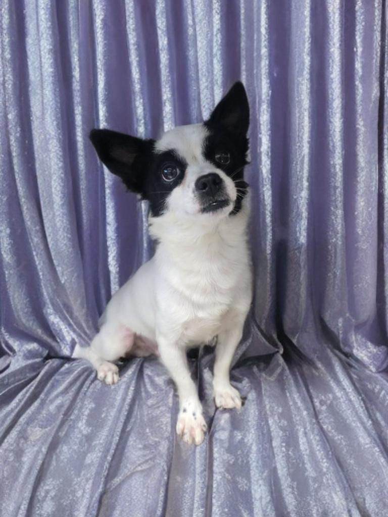 Oreocho, an adopted mixed breed in Batavia, OH image 2/3