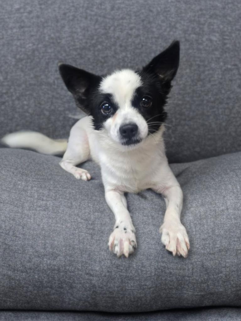 Oreocho, an adopted mixed breed in Batavia, OH image 1/3